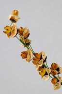 Floare exotica uscata - Culoare deschisa