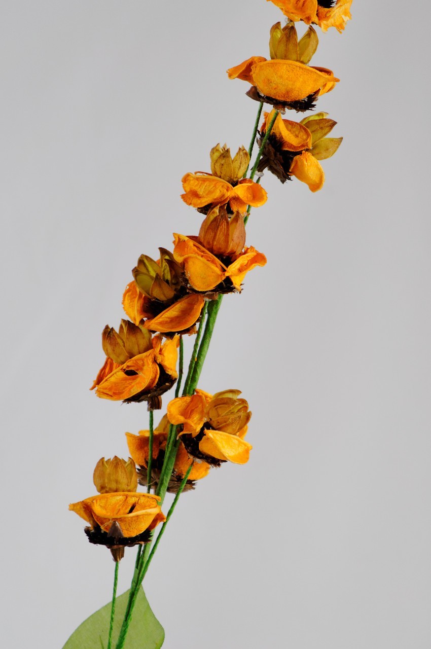 Floare exotica uscata - Culoare portocalie