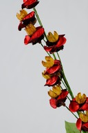 Floare exotica uscata - Culoare rosie