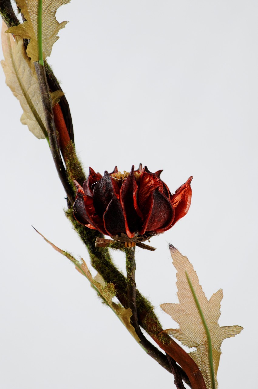 Floare exotica uscata - Culoare bordeaux