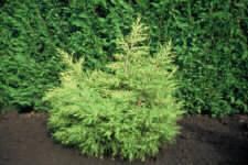 Image for Juniperus chinensis 'Kuriwao Gold'