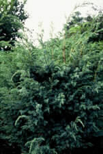 Image for Juniperus chinensis 'Blue Alps'