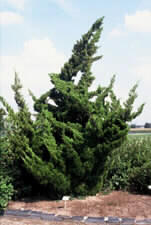 Image for Juniperus  chinensis    'Kaizuka'