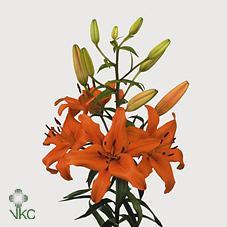 Image for Crin Asiatic Orange