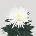 Crizantema Anastasia White