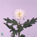 Crizantema Euro White
