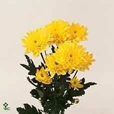 Image for Crizantema Euro Yellow