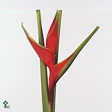 Image for Heliconia