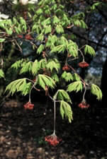 Image for Acer japonicum 'Aconitifolium'