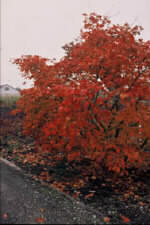 Image for Acer japonicum 'Aconitifolium'