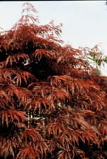 Image for Acer  palmatum 'Garnet'