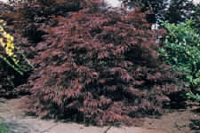 Image for Acer  palmatum 'Garnet'