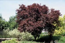 Image for Prunus Nigra