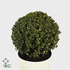 Image for Buxus  sempervirens
