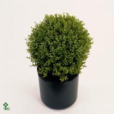 Image for Buxus  sempervirens