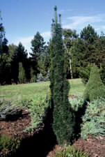 Image for Taxus  baccata
