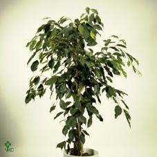 Image for Ficus  benjamina