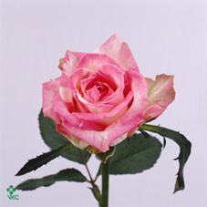 Image for Rosa 'Royal Pretaner'  ROYAL RENATE