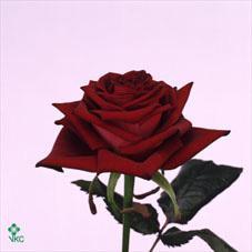 Image for Rosa 'Preraclim'  F RUBY RED