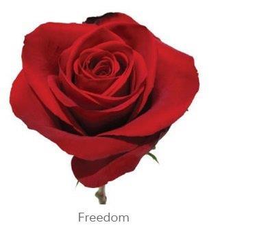 Image for Trandafiri Ecuador FREEDOM 60 cm