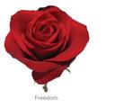 Trandafiri Ecuador FREEDOM 60 cm