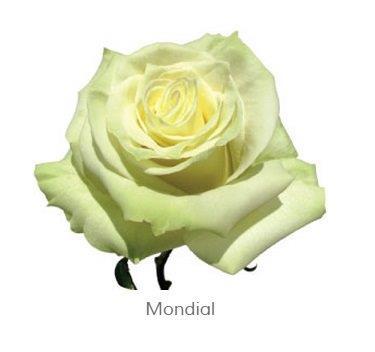 Image for Trandafiri Ecuador MONDIAL 60 cm