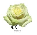 Trandafiri Ecuador MONDIAL 60 cm