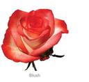Trandafiri Ecuador BLUSH 60 cm