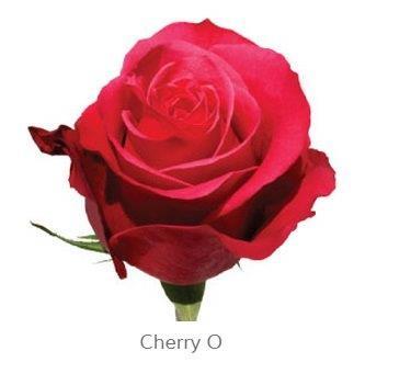 Image for Trandafiri Ecuador CHERRY O 60 cm