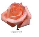 Trandafiri Ecuador ENGAGEMENT 60 cm