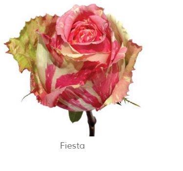 Image for Trandafiri Ecuador FIESTA 60 cm