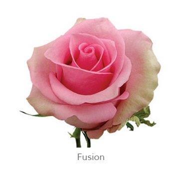 Image for Trandafiri Ecuador FUSHION 60 cm