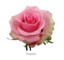 Trandafiri Ecuador FUSHION 60 cm