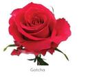 Trandafiri Ecuador GOTCHA 60 cm