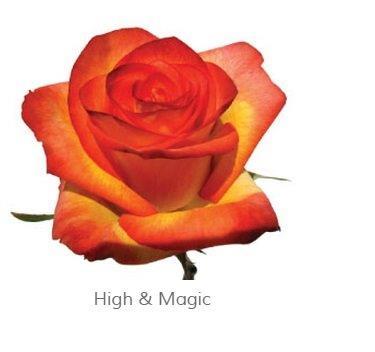 Image for Trandafiri Ecuador HIGH MAGIC 60 cm