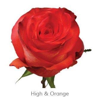 Image for Trandafiri Ecuador HIGH ORANGE MAGIC 60 cm