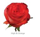 Trandafiri Ecuador HIGH ORANGE MAGIC 60 cm