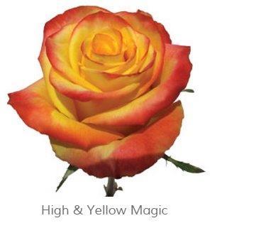 Image for Trandafiri Ecuador HIGH YELLOW MAGIC 60 cm
