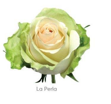 Image for Trandafir Ecuador LA PERLA 60 cm