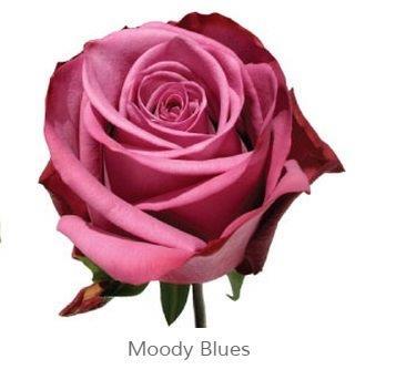 Image for Trandafiri Ecuador MOODY BLUES 60 cm