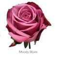 Trandafiri Ecuador MOODY BLUES 60 cm