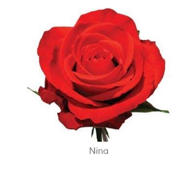 Image for Trandafiri Ecuador NINA 60 cm