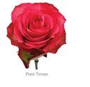 Trandafiri Ecuador PAST TIMES 60 cm