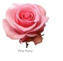Trandafiri Ecuador PINK PARTY 60 cm