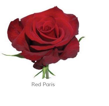 Image for Trandafiri Ecuador RED PARIS 60 cm