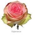 Trandafiri Ecuador ESPERANCE 60 cm