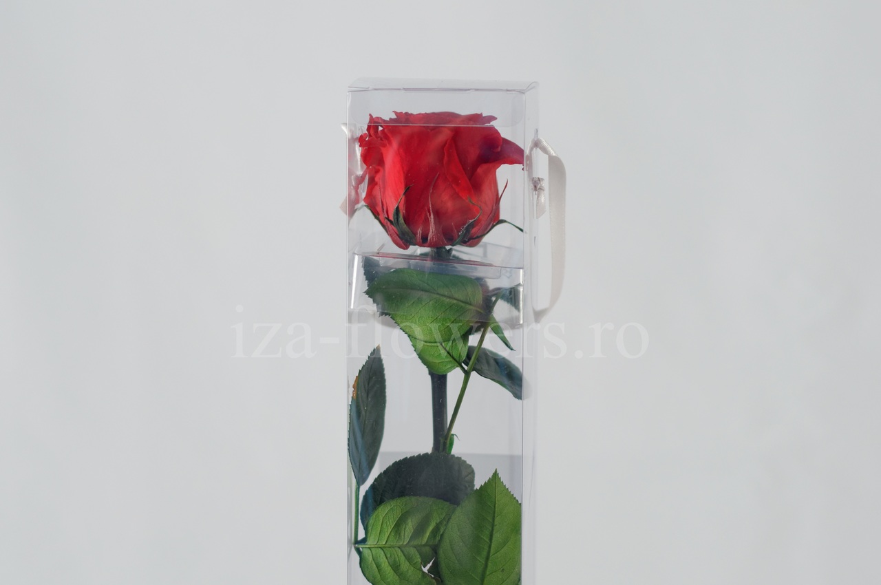 Trandafir criogenat Standard Rosu