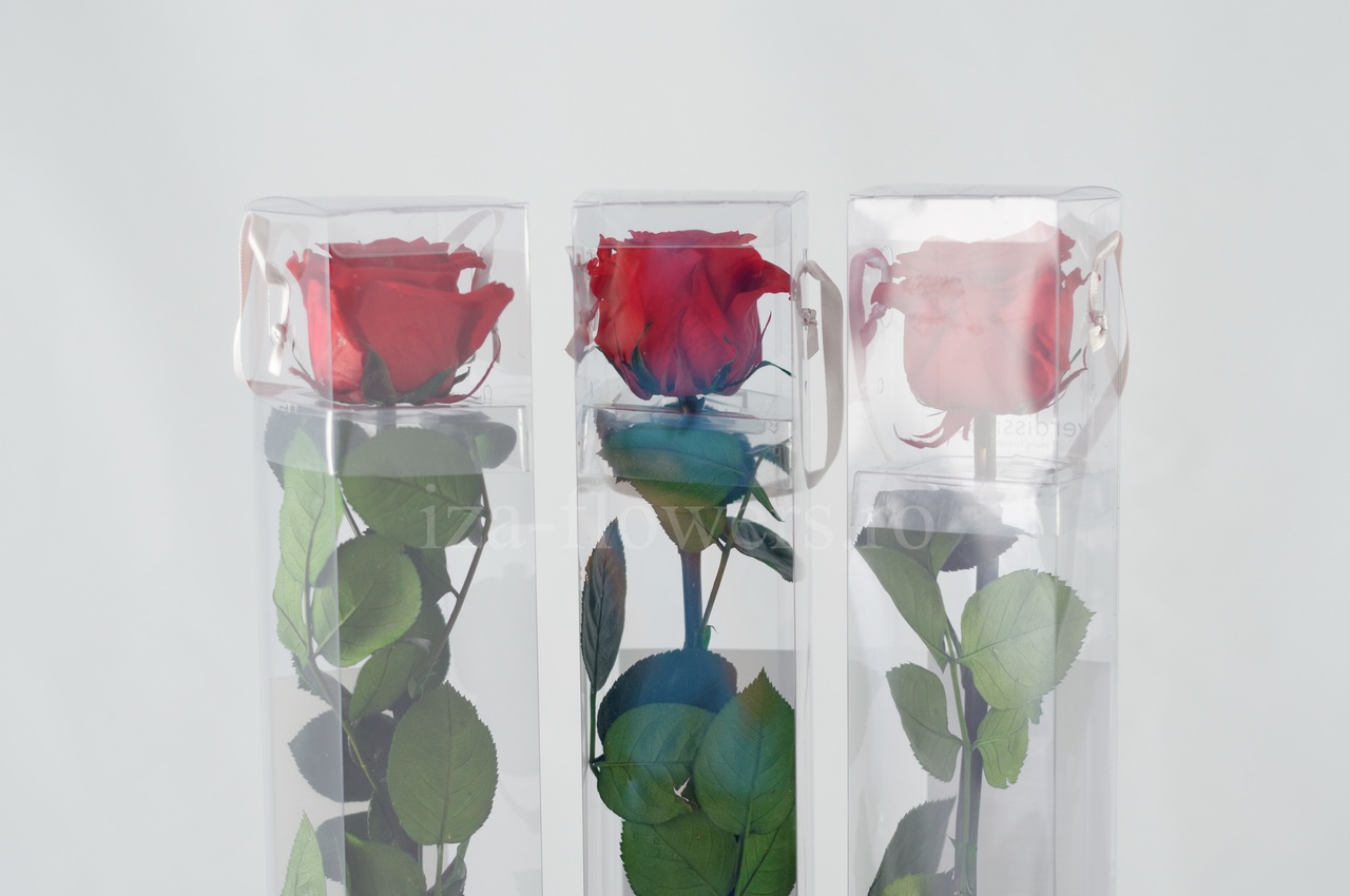 Set 3 trandafiri criogenati Standard rosii
