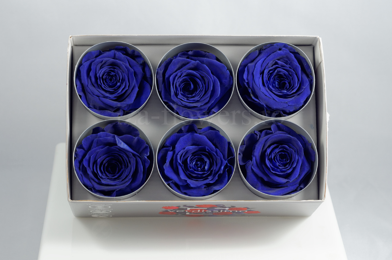Cutie 6 capete trandafiri criogenati albastrii Extra