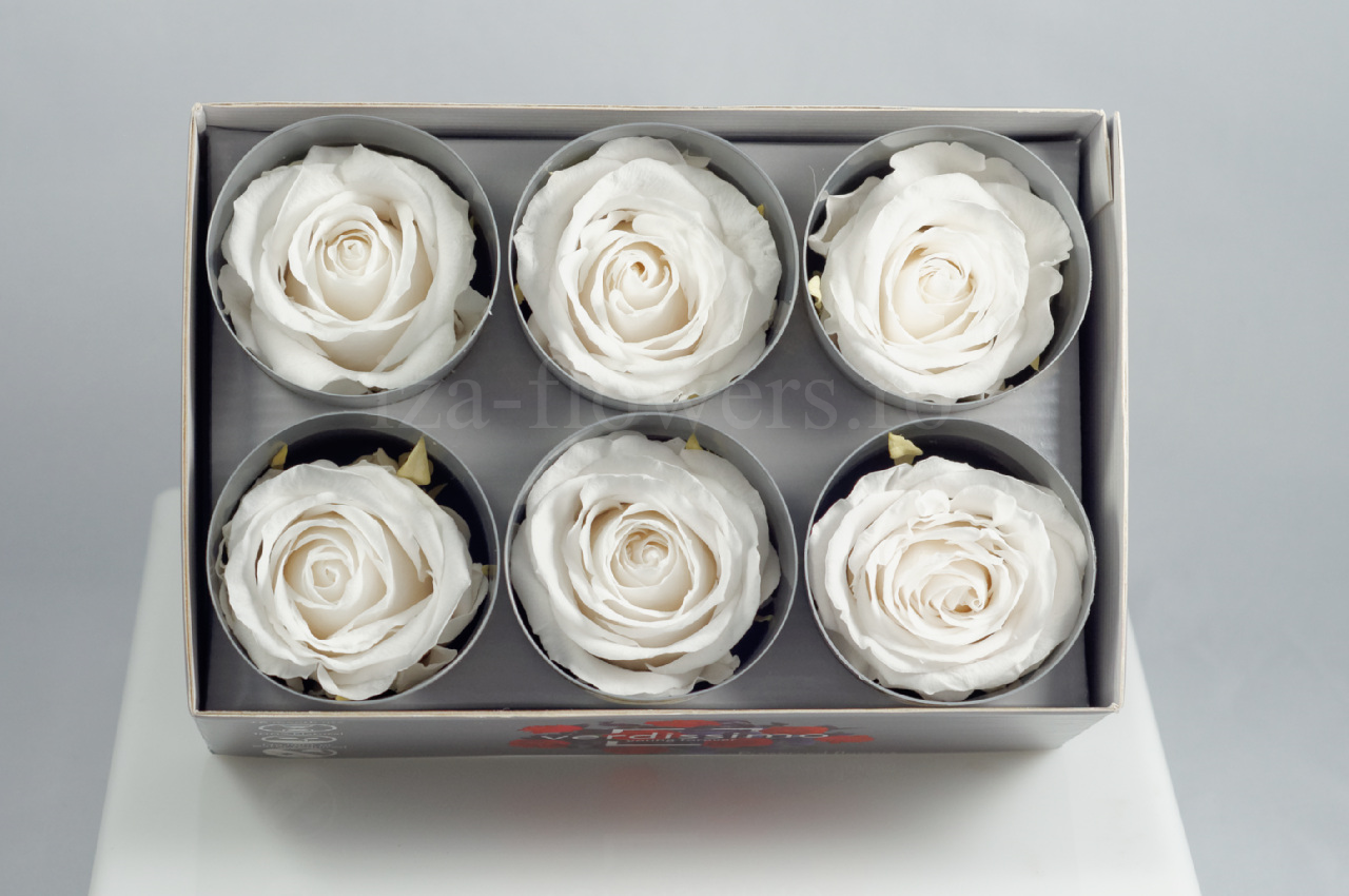 Cutie 6 capete trandafiri criogenati albi Extra